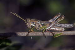 Schistocerca quisqueya