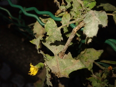 Golovinomyces sonchicola