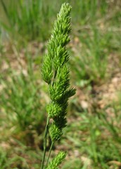 Dactylis glomerata glomerata