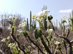 Cnidoscolus tehuacanensis
