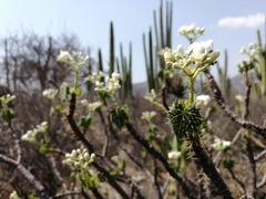 Cnidoscolus tehuacanensis