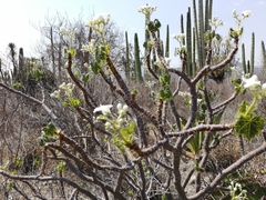 Cnidoscolus tehuacanensis