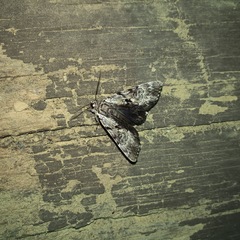 Catocala andromedae