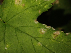 Podosphaera macularis