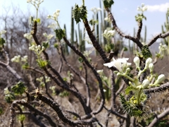 Cnidoscolus tehuacanensis