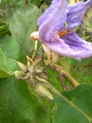 Solanum lycocarpum