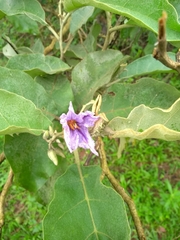 Solanum lycocarpum