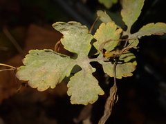 Erysiphe macleayae
