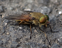 Philipomyia graeca