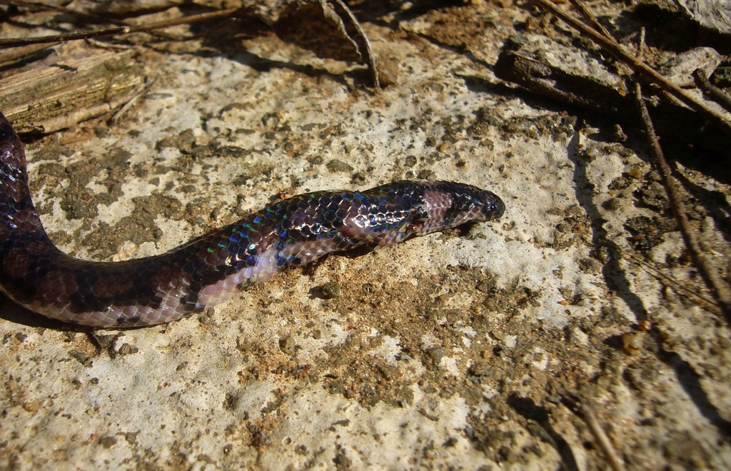 Ceylonese Cylinder Snake
