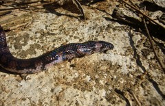 Cylindrophis maculatus