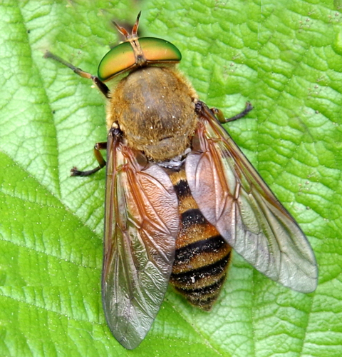 Philipomyia graeca