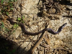 Cylindrophis maculatus