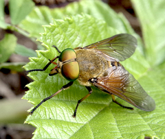 Philipomyia graeca