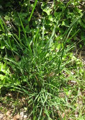 Dactylis glomerata glomerata