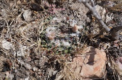 Mammillaria pseudocrucigera