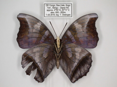 Charaxes lycurgus