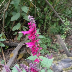 Salvia iodantha