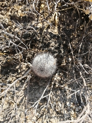 Mammillaria haageana haageana