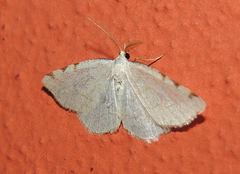 Stegania trimaculata