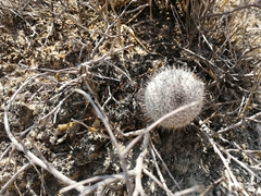 Mammillaria haageana haageana