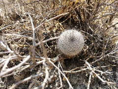 Mammillaria haageana haageana