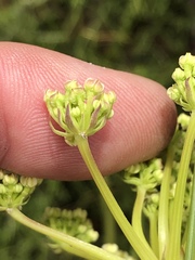 Nanobubon capillaceum