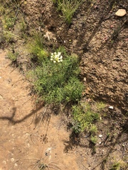 Nanobubon capillaceum
