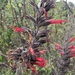 Salvia longistyla - Photo (c) Bodo Nuñez Oberg, osa oikeuksista pidätetään (CC BY-NC), uploaded by Bodo Nuñez Oberg