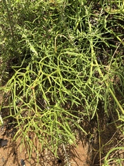 Nanobubon capillaceum