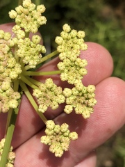 Nanobubon capillaceum