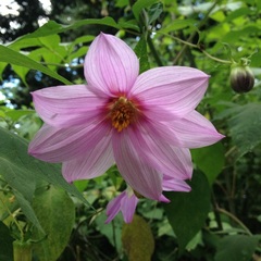 Dahlia tenuicaulis