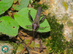 Grammopoecilus angustatus