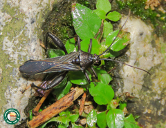 Grammopoecilus angustatus