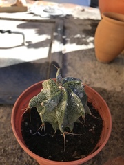 Astrophytum