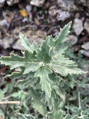 Mentzelia oligosperma