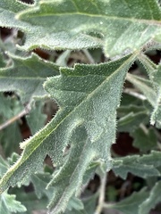 Mentzelia oligosperma