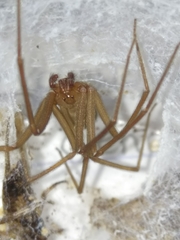 Loxosceles tolantongo