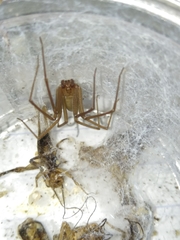 Loxosceles tolantongo