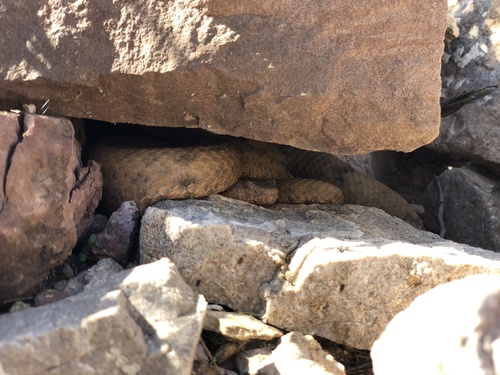 Rock Rattlesnake