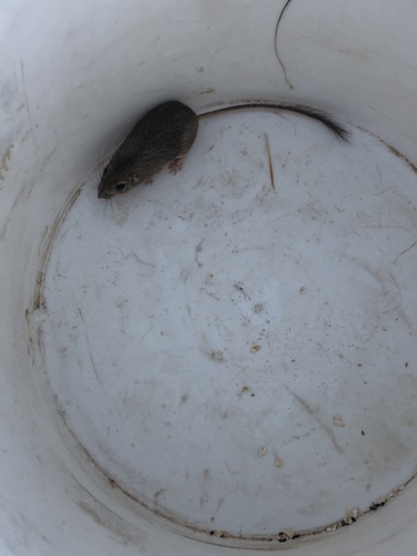Rock Pocket Mouse