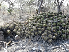 Ferocactus robustus