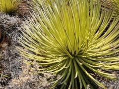 Agave stricta