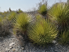 Agave stricta