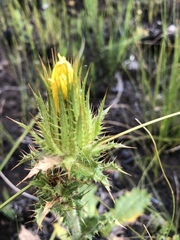 Berkheya carlinoides