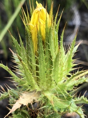 Berkheya carlinoides