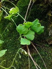 Oxalis laxa