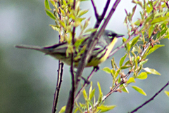 Setophaga kirtlandii