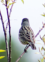 Setophaga kirtlandii