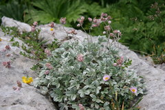 Potentilla divina